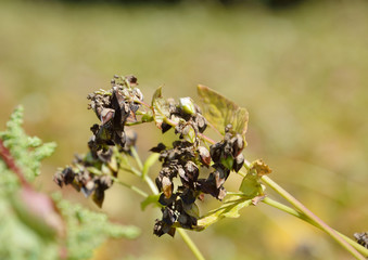 Fototapeta premium 収穫前のソバの果実