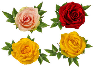 Fototapeta premium Świeże, piękne róże na białym tle na białym tle ze ścieżką przycinającą