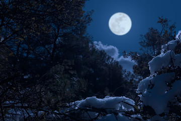A cold full moon night in January in a Spanish forest with snow on the branches and blue moonlight with the full moon in the sky.