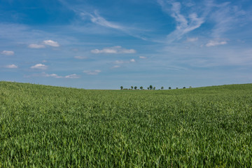 Green field with yellow flowers and blue sky. Panoramic view to grass on the hill on sunny spring day