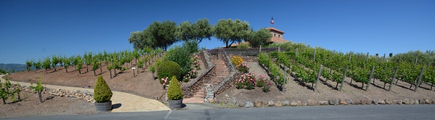 Impressions from the vineyards in Sonoma County from April 29, 2017, California USA