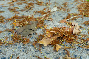 Under Rain tree or East indian walnut.