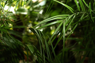 Different green plants in the greenhouse