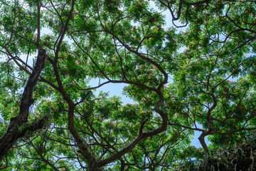 Under Rain tree or East indian walnut.