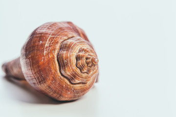 Sea shell on white background