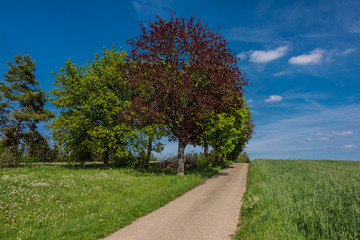 Beautiful road in the nature. Blue sky and green meadows beautiful surroundings to make a trip by car on the road