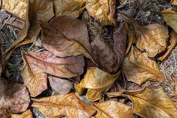 Dry leaves autumn background