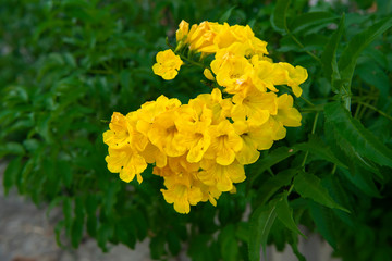 Close up Yellow elder, Trumpetbush flower.