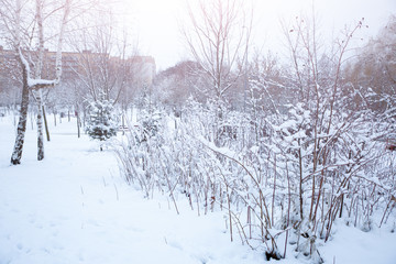 Bushes in snow in the park. Winter nature background. Branches in ice.