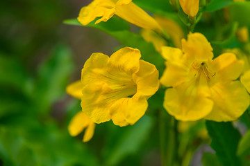 Close up Yellow elder, Trumpetbush flower.