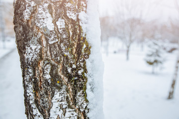 Fototapeta premium Tree in the snow. Bark in the ice. Cold winter frosty concept.