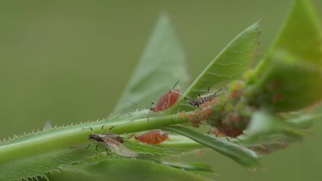 4k video shows aphids sucking and crawling on a rose plant 