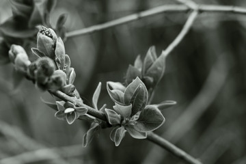 Foliage on defocused background