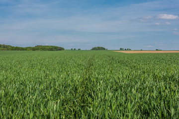 Green field with agriculture meadow and blue sky. Panoramic view to grass on the hill on sunny spring day
