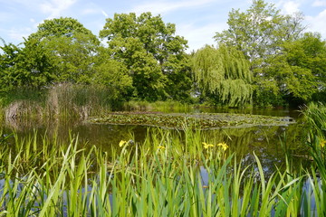 Teich mit gelben Lilien und Seerosen