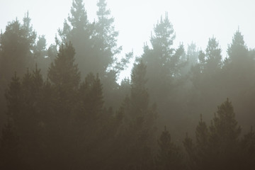 Fototapeta na wymiar Misty landscape with forest in vintage style