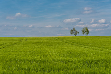 Green field with agriculture meadow and blue sky. Panoramic view to grass on the hill on sunny spring day