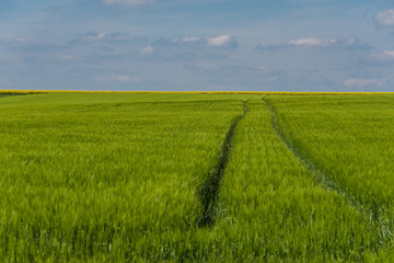 Green field with agriculture meadow and blue sky. Panoramic view to grass on the hill on sunny spring day