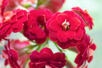 Blooming Kalanchoe flower. Closeup with selective focus, floral background