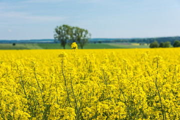 Yellow field with rapeseed. Agricultural crops are watching there. Blue sky, beautiful warm day.