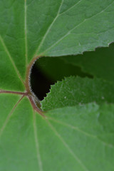 Macro image of a leaf in a hedgerow