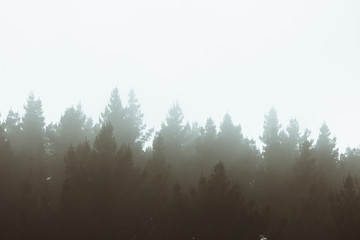 Misty landscape with forest in vintage style