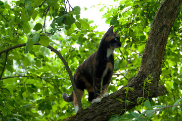 The tricolor cat has climbed a tree and is looking somewhere.