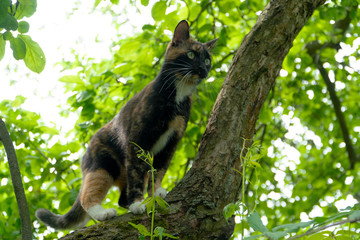 Tricolor cat climbed a tree and looks into the distance