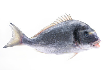 Dorado fish on white background
