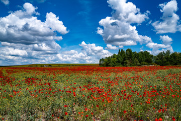 un champs de coquelcots