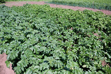 organically cultivated various vegetables in the vegetable garden