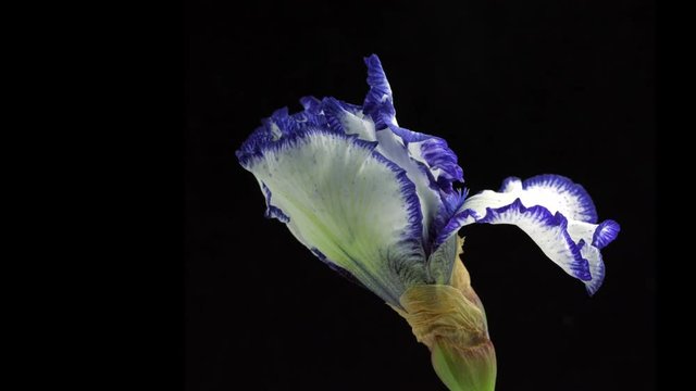 Beautiful blue with white Iris flower bud blooming timelapse, extreme closeup. Fresh Iris opening closeup isolated on black background. 4K UHD video footage. 3840X2160