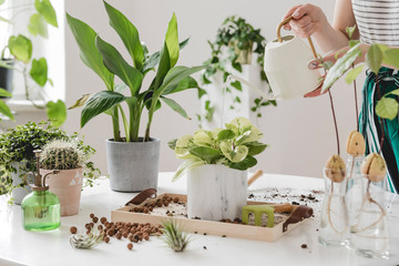 Woman gardeners  watering plant in marble ceramic pots on the white wooden table. Concept of home garden. Spring time. Stylish interior with a lot of plants. Taking care of home plants. Template.