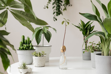Stylish and botany composition of home interior garden filled a lot of plants in different design,...