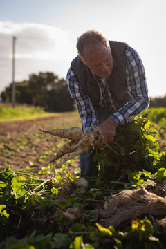 Senior male farmer holding harvested radish on a sunny day
