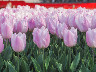 Pink tulip plant field in sunny day.