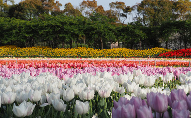 Colorful tulip plant field in sunny day.