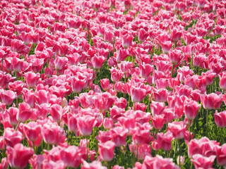 Pink tulip plant field in sunny day.