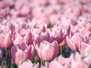 Pink tulip plant field in sunny day.