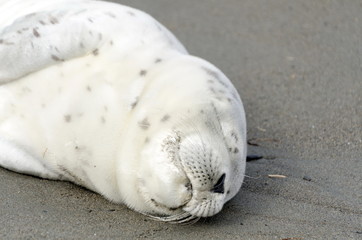 Resting harbor seal pup