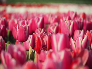 Pink tulip plant field in sunny day.