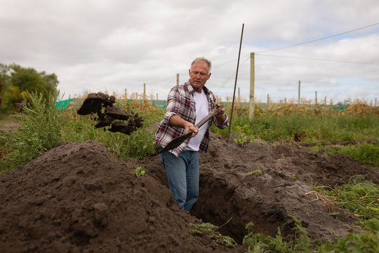 Senior farmer with sholve digging in the farm