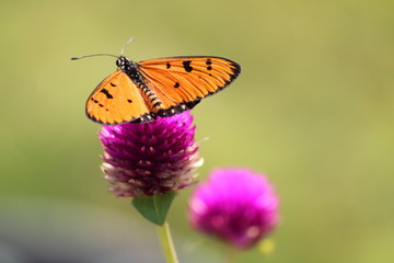 ORANGE BUTTERFLY