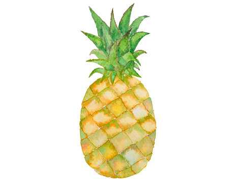 Pineapple hand watercolor painting isolated on white background. Pineapple is a delicious fruit in summer. Pineapple illustration.
