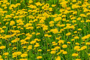 Fototapeta premium Dandelions field. Nature background. Bee on flower. Yellow dandelions with seeds on green lawn.