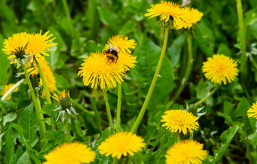 Dandelions field. Nature background. Bee on flower. Yellow dandelions with seeds on green lawn.