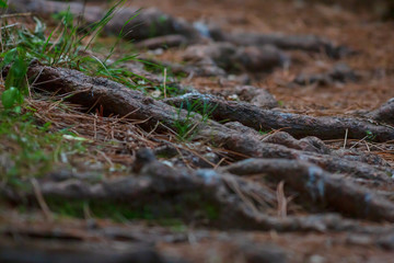 Tree roots