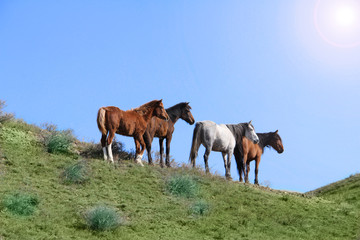 wild horses on nature meadow