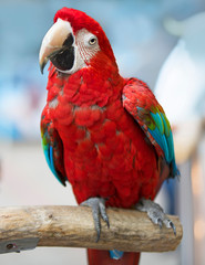 Parrot red bird macaw pets 