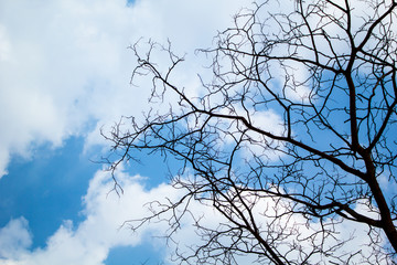 branches of a tree against blue sky